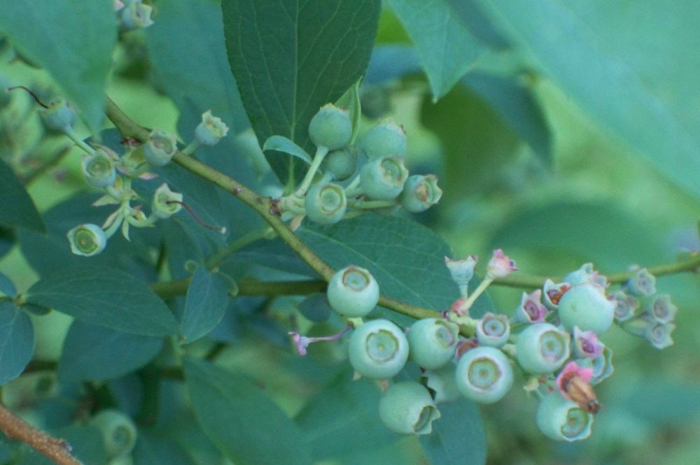 Rabbiteye Blueberry