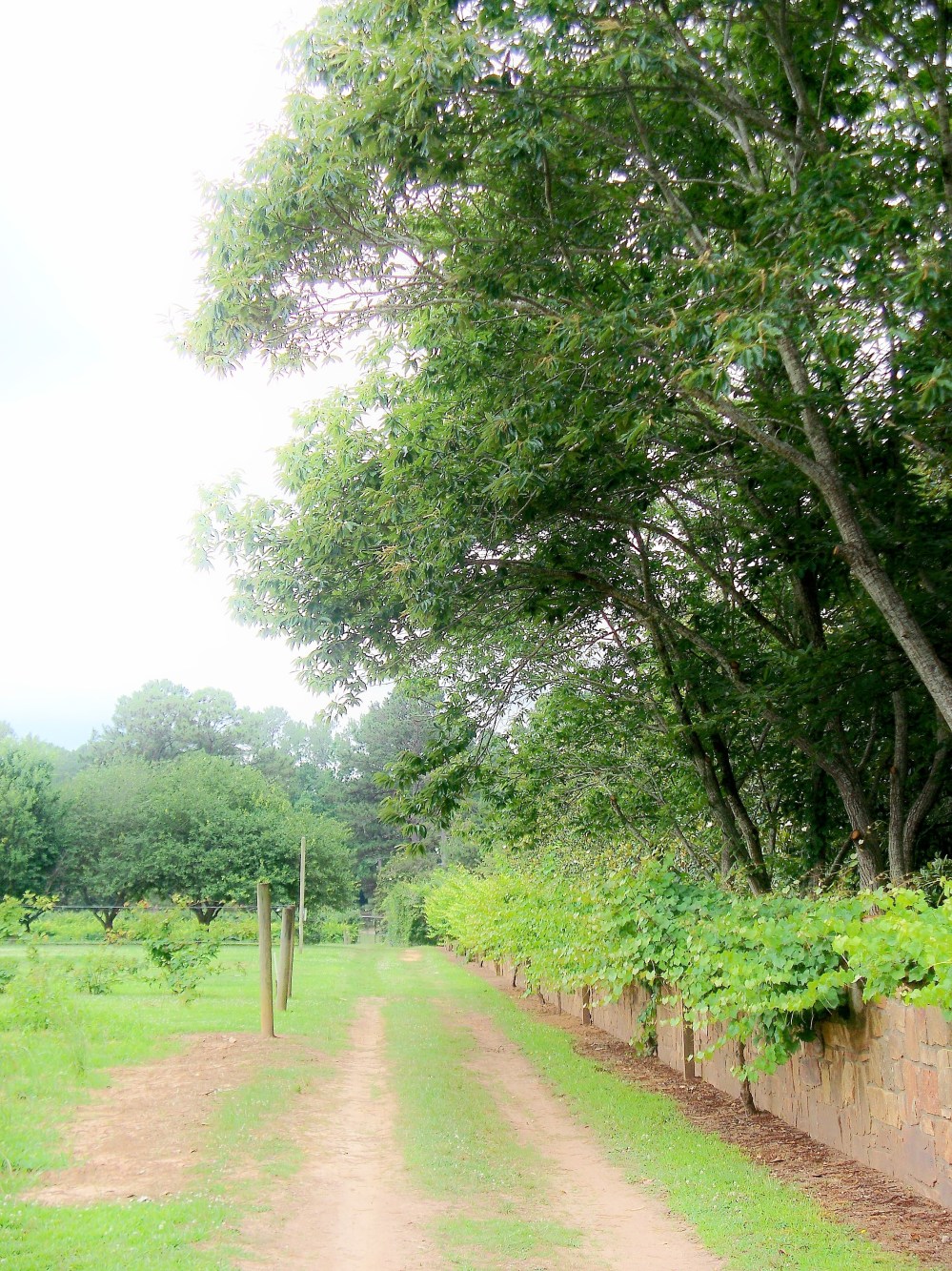 muscadine vines