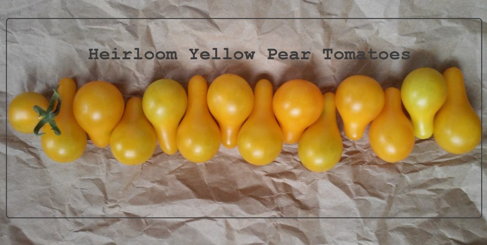 Heirloom Yellow Pear Tomatoes