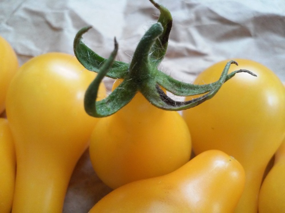 Heirloom Yellow Pear Tomatoes