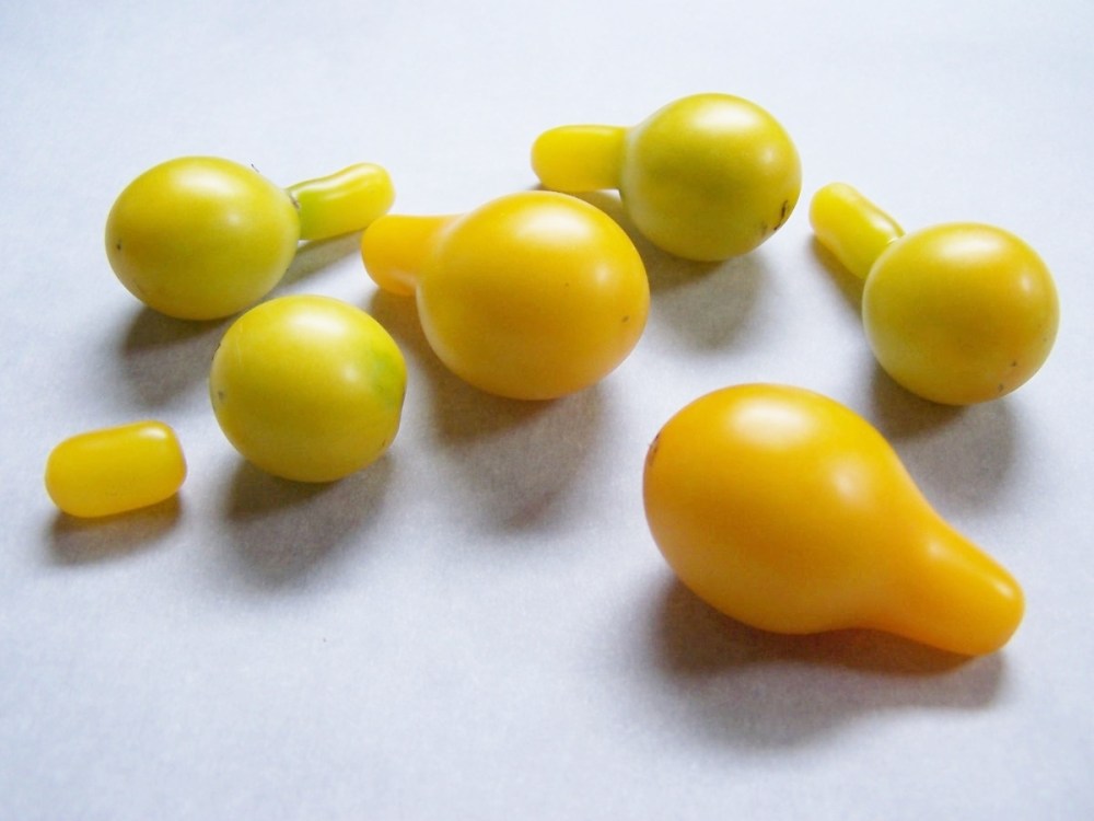 Heirloom Yellow Pear Tomatoes