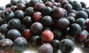 Fresh Blueberries