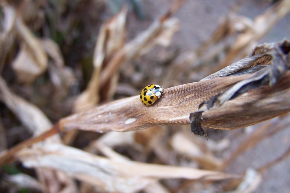 yellowladybug