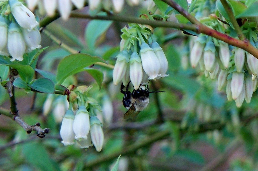 bee on blueberry