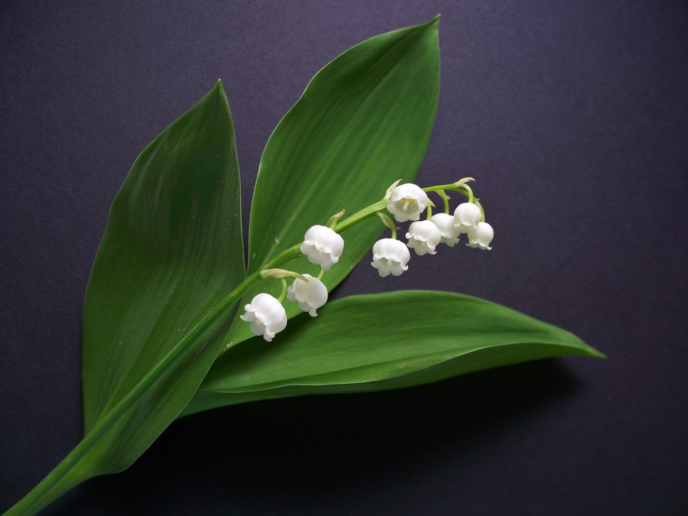 Lily of the Valley