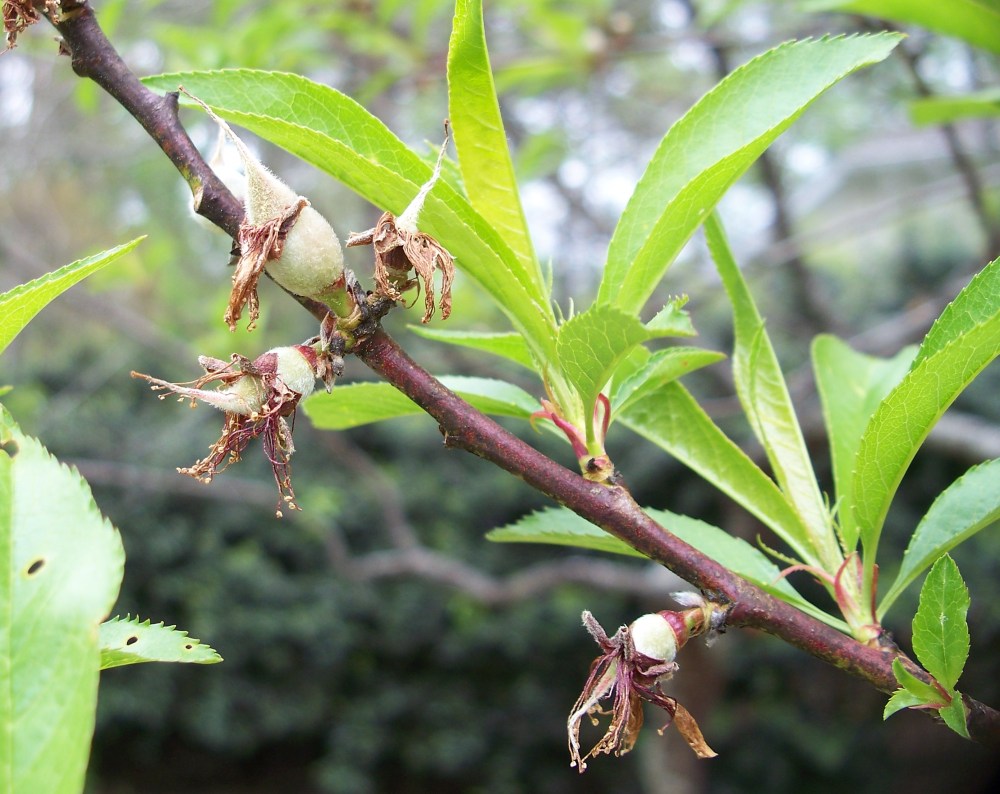 Baby Peaches on Peach tree Shuck Split Stage