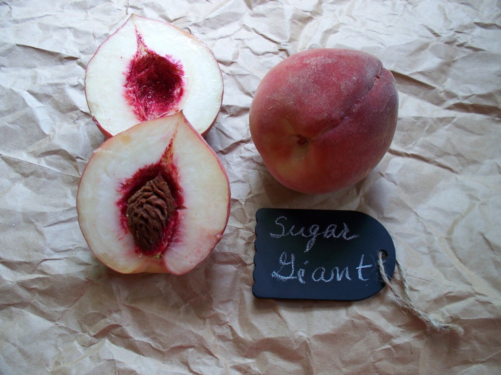 Sugar Giant Peaches