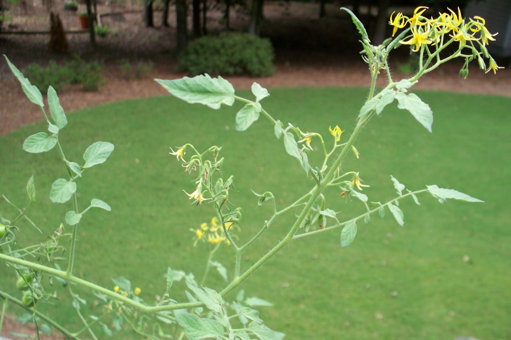 Heirloom Yellow Pear Tomato Plant in Bloom