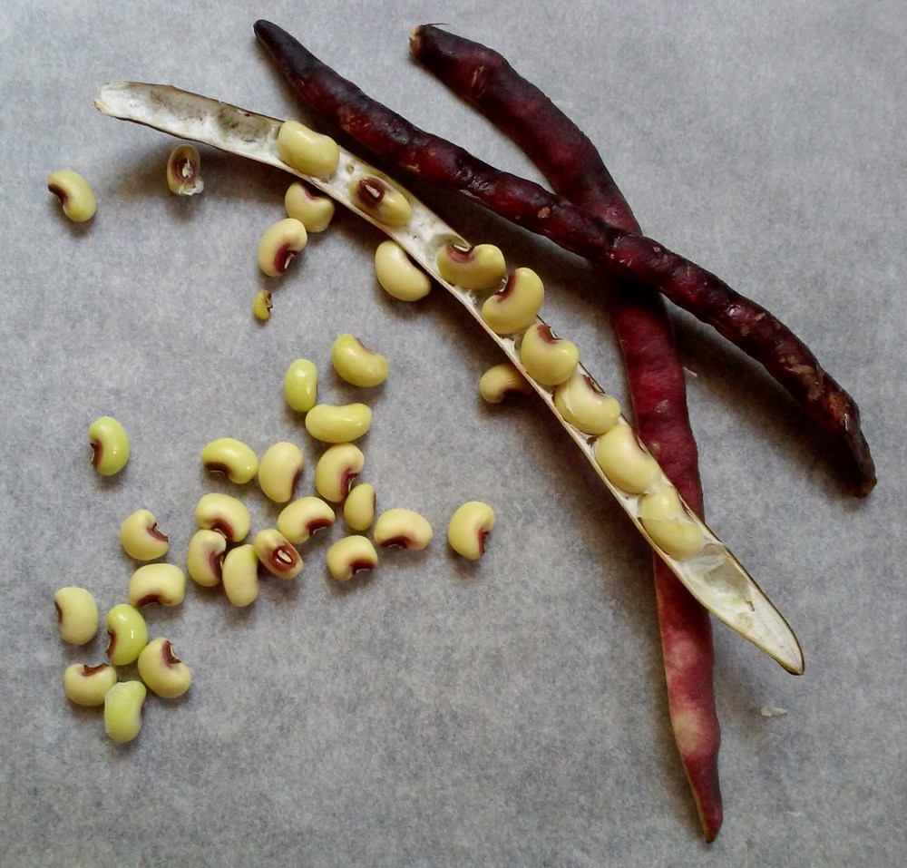 Fresh Pink Eye Peas Purple Hull Peas in Pod