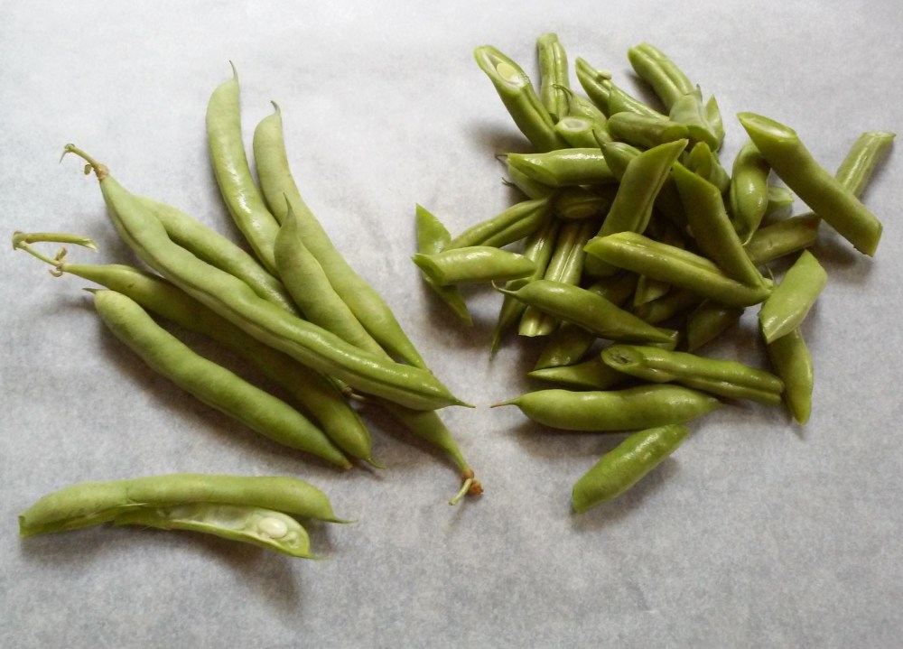Fresh White Half Runner Beans in Pod