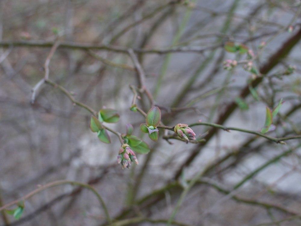 blueberry leaves.JPG