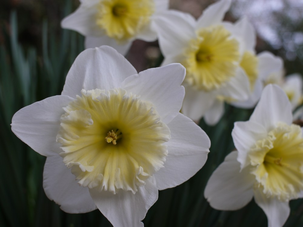 jonquils