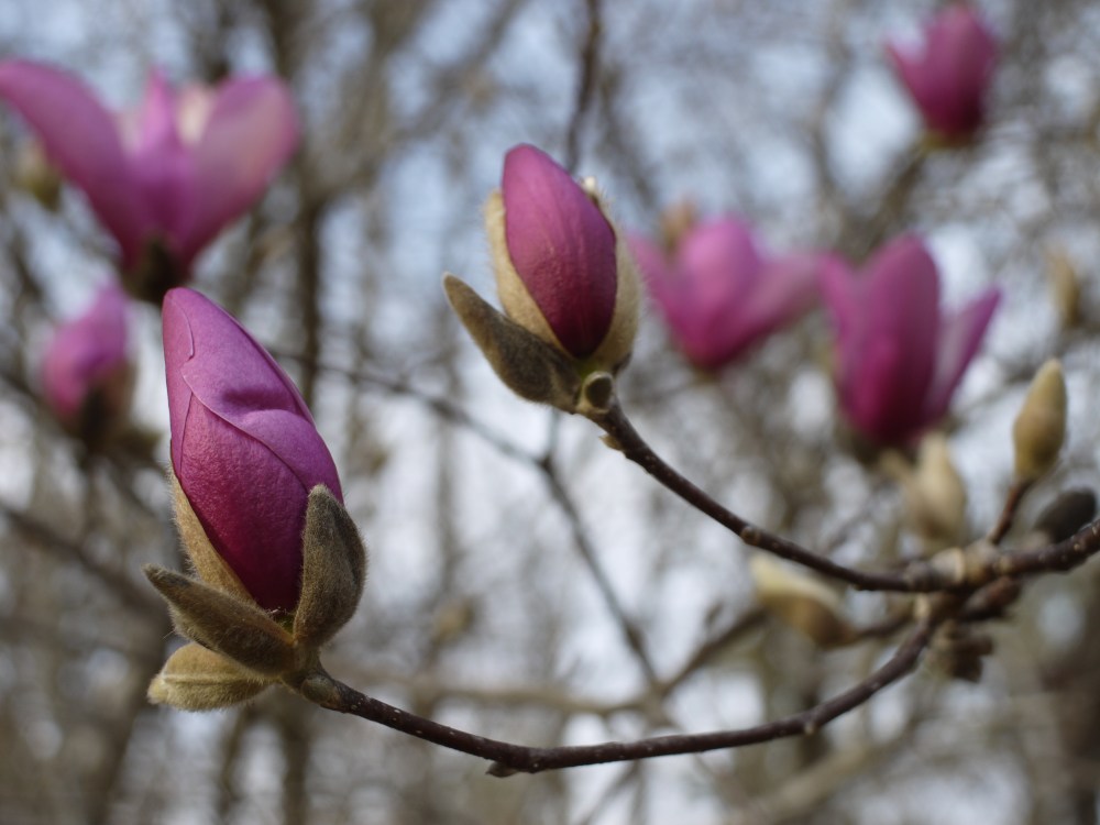tulip-magnolia