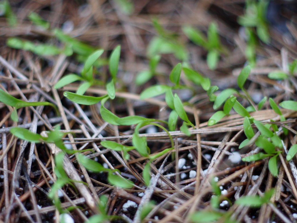 cilantro sprouting