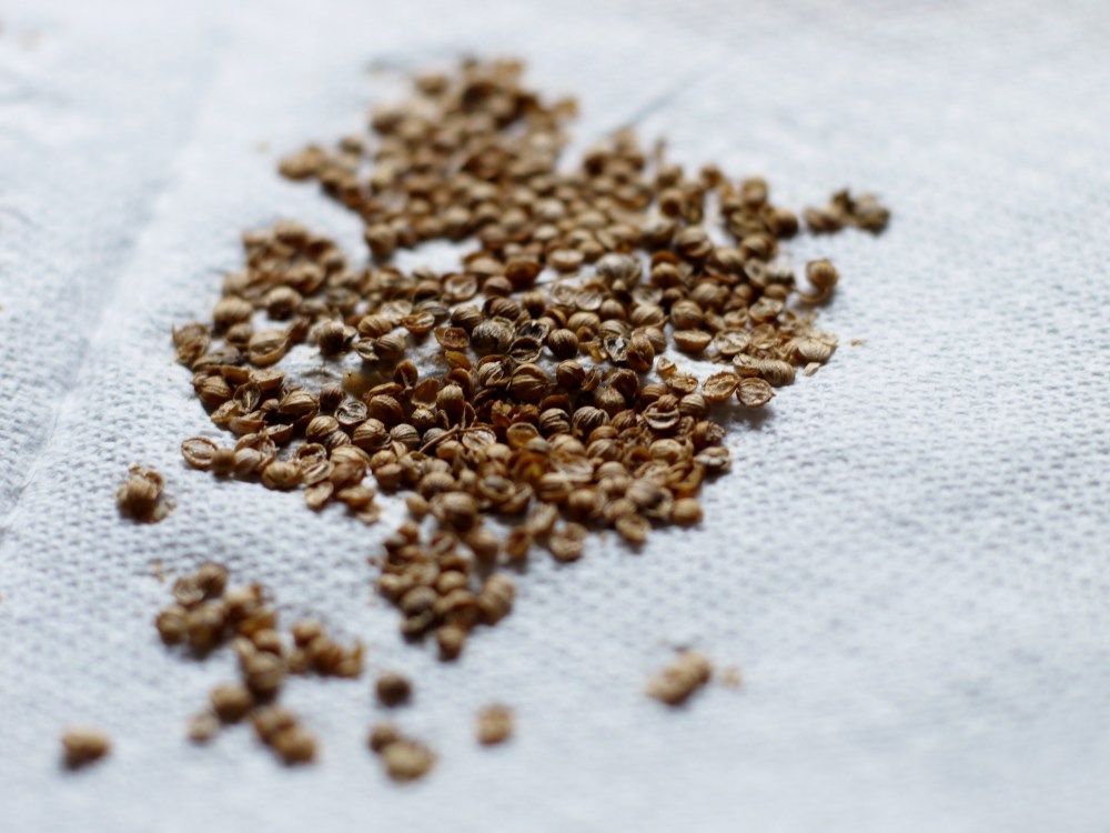 crushed coriander cilantro seed
