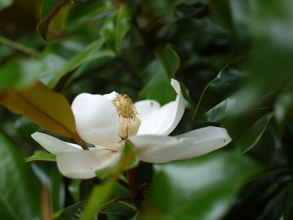 magnolia