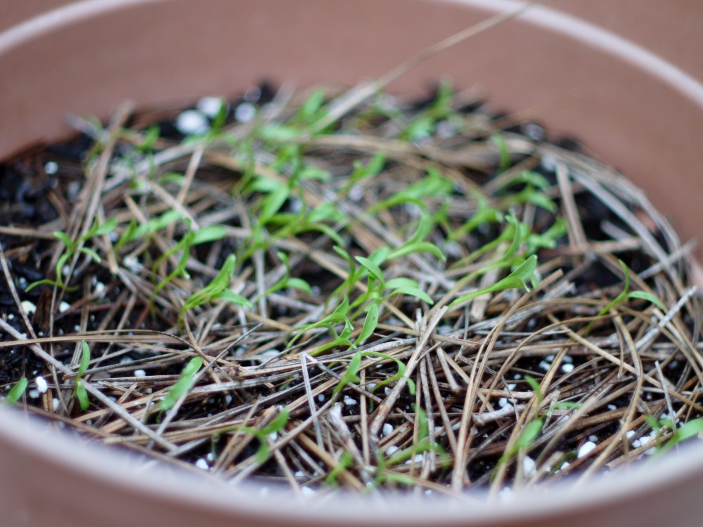 sprouting cilantro seed