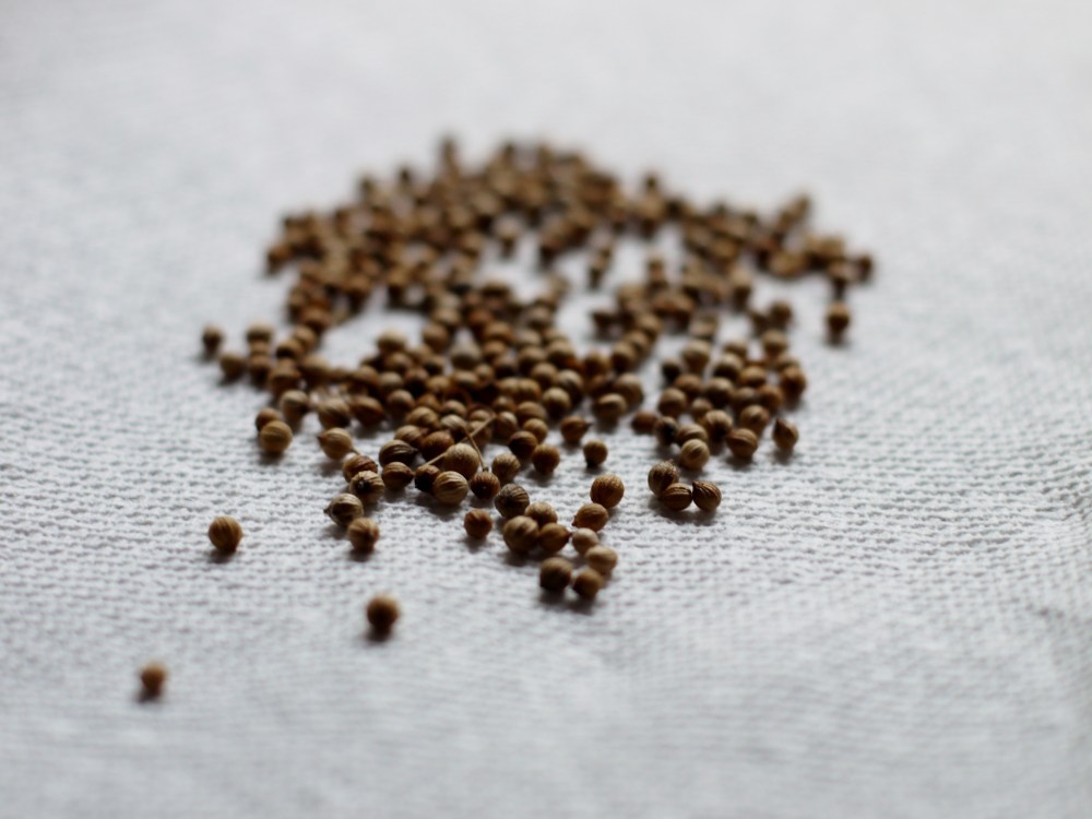 cilantro seed coriander seed