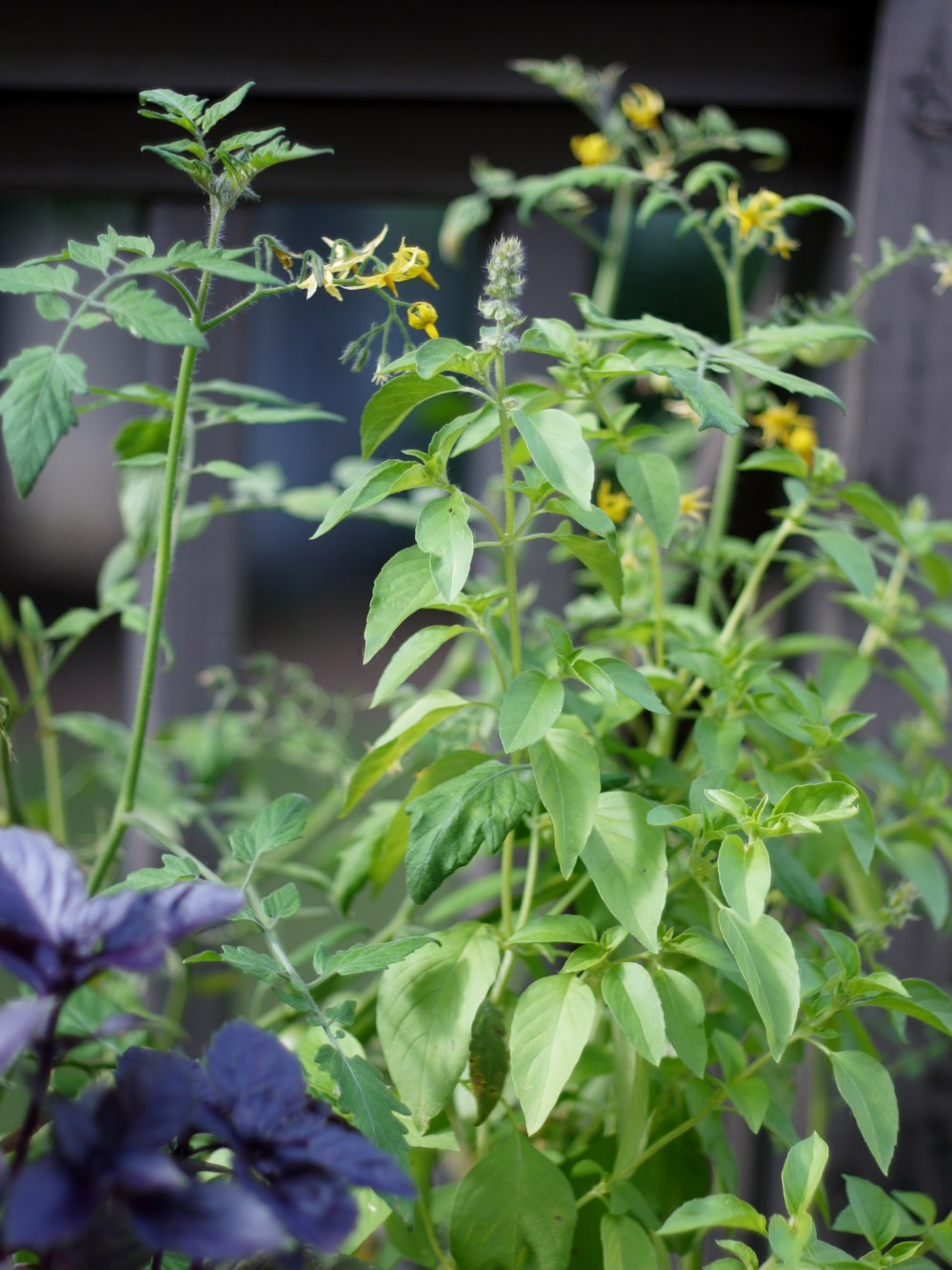 Tomato and Basil Plants