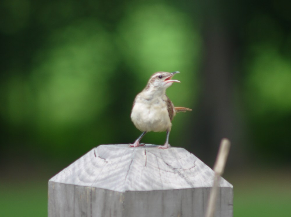 Carolina Wren