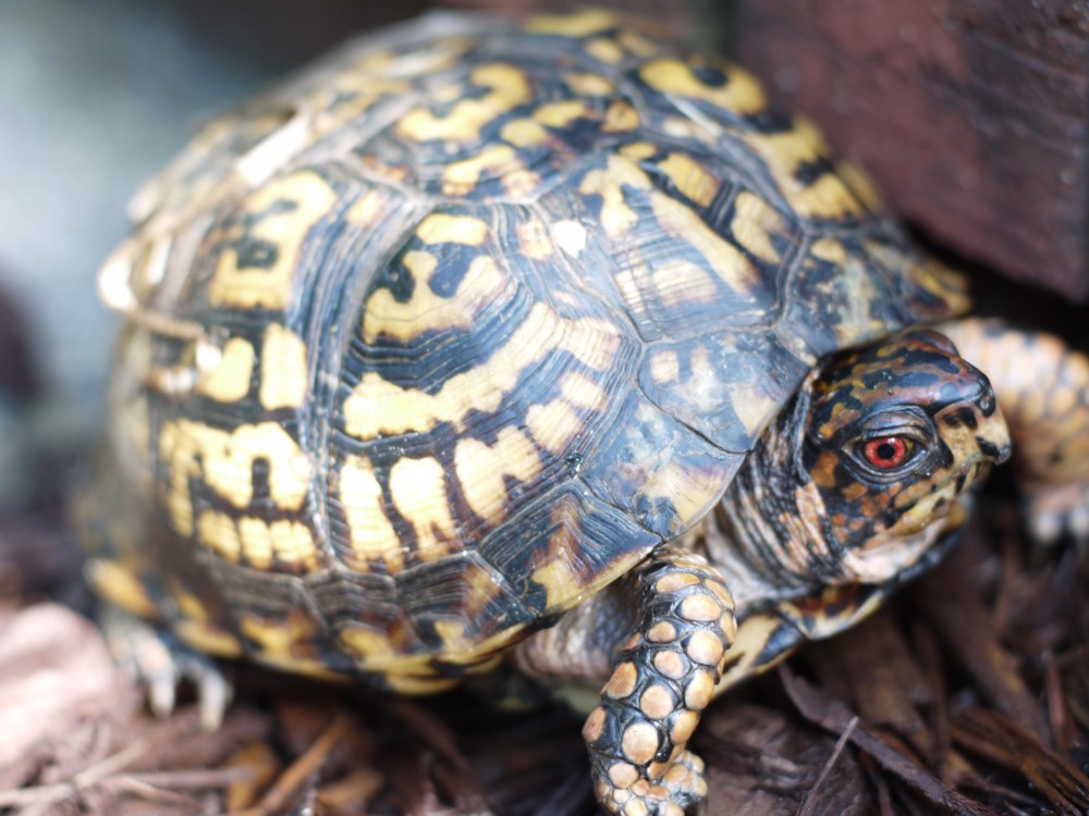 Eastern Box Turtle