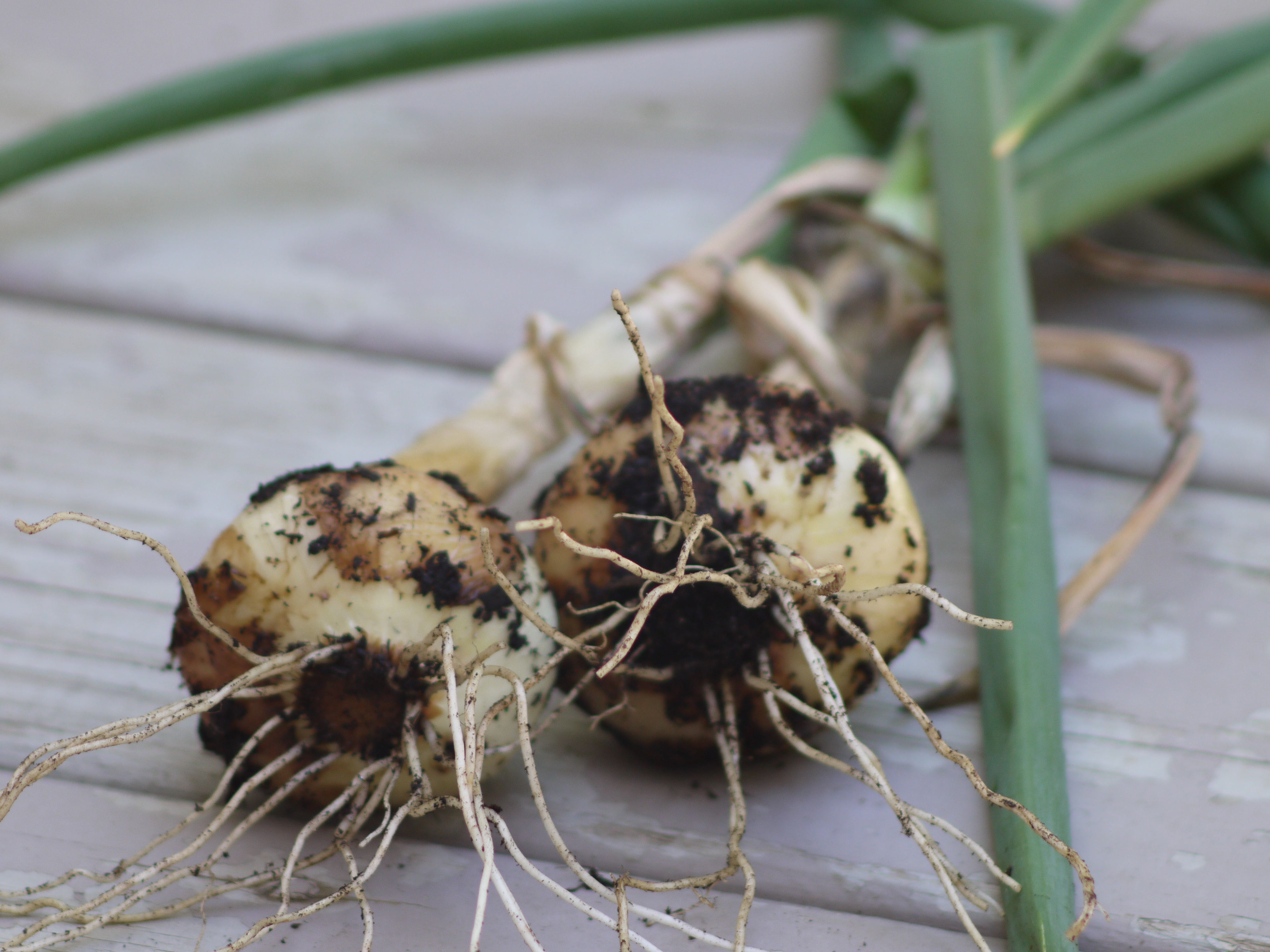 vidalia onion pulled fresh from garden