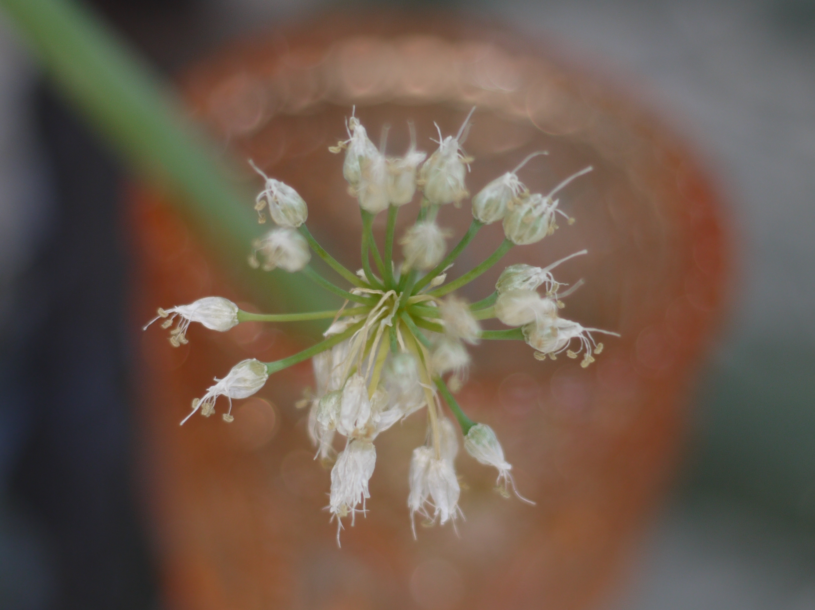 onion flower setting seed